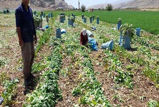 آغاز برداشت شلغم خارج از فصل در مرودشت