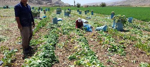 آغاز برداشت شلغم خارج از فصل در مرودشت