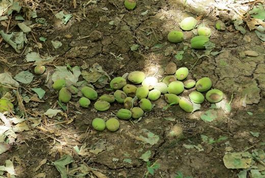 سرما و طوفان ۴۰۰ میلیارد تومان به کشاورزان ابرکوه خسارت زد