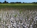 کاهش 5 هزار هکتاری کشت بهاره در خراسان شمالی به دلیل خشکسالی 