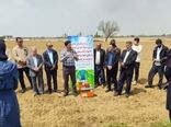 برگزاری کارگاه آموزشی ترویجی کشت چغندرقند در میاندوآب