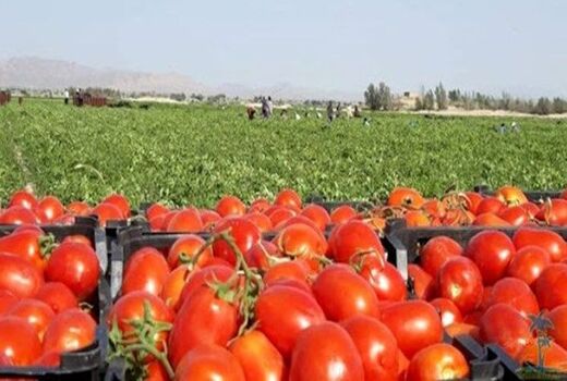 پیش‌بینی تولید ۵۶۰ هزار تن گوجه‌فرنگی در استان بوشهر 