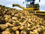 پیش بینی برداشت ۹۰ هزار تن چغندر قند در استان اصفهان