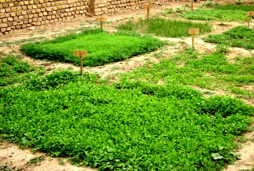 برگزاری کارگاه آموزشی باغچه های خانگی