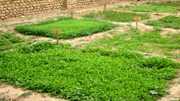 برگزاری کارگاه آموزشی باغچه های خانگی