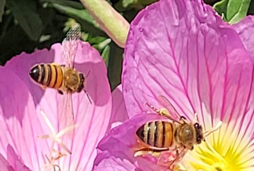 استارت بهاره زنبورعسل از دمای ۱۵ درجه آغاز شود/ تغذیه تحریکی و مدیریت بیماری‌ها کلید موفقیت زنبورداری در بهار