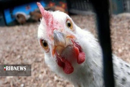 قیمت مرغ در کردستان، 11 هزار تومان کاهش یافت.