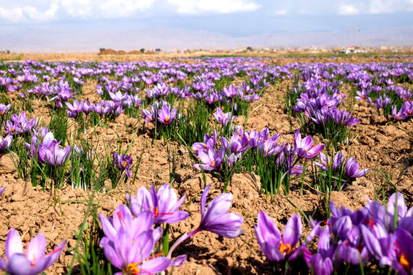 آغاز پایلوت برداشت مکانیزه زعفران در خراسان شمالی 
