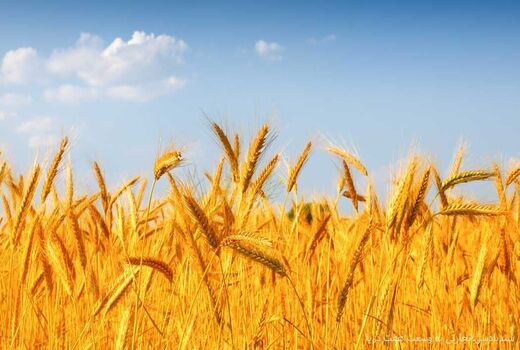 پایش مزارع  گندم هندیجان برای شناسایی زنگ زرد