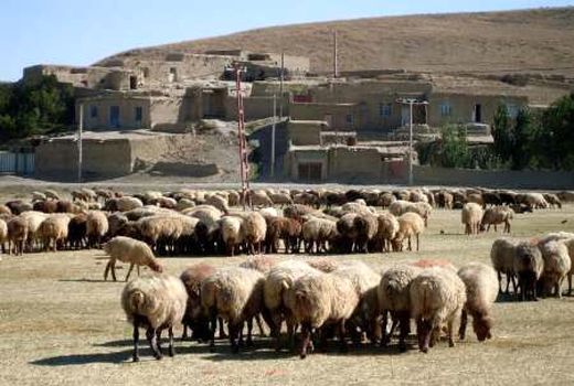 گوسفندان اصلاح نژاد شیروان هر هشت ماه بره‌دهی دارند