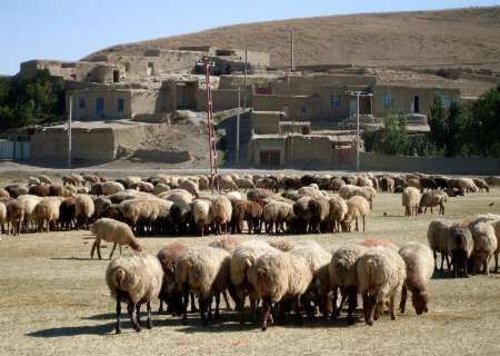 گوسفندان اصلاح نژاد شیروان هر هشت ماه بره‌دهی دارند