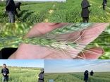  بررسی وضعیت طرح pvs گندم و جو در ماهشهر