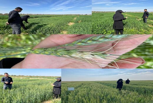  بررسی وضعیت طرح pvs گندم و جو در ماهشهر