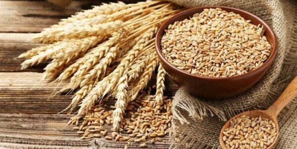 4 برنامه خودکفایی گندم که امسال اجرا می شود
