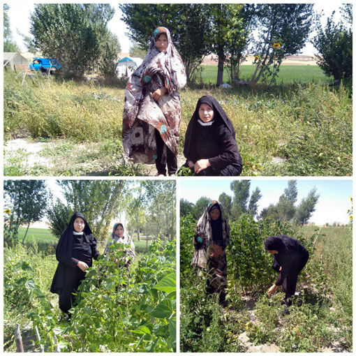 ایجاد سایت باغچه های خانگی در شهرستان  ورزقان