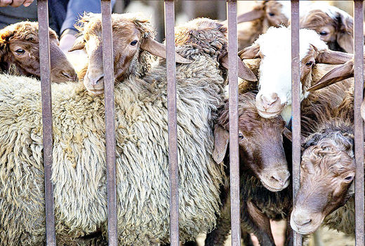 نتیجه کم‌توجهی به اثرات خشکسالی و تأخیر در تأمین نهاده‌ها/ تغییرات مثبت بازارگاه در راه است