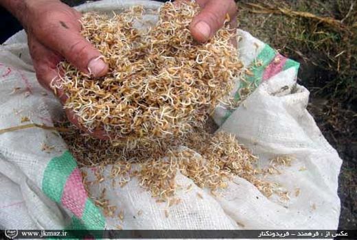 75 تن بذر گواهی شده برنج در جویبار توزیع شد