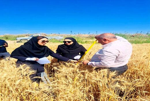 بررسی عملکرد هفت رقم گندم در شهرستان کارون