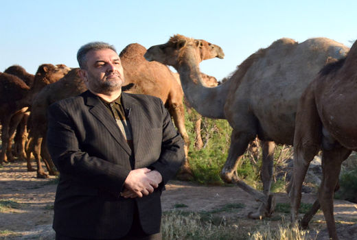 پرداخت تسهیلات برای پرورش شتر دوکوهانه در آذربایجان شرقی