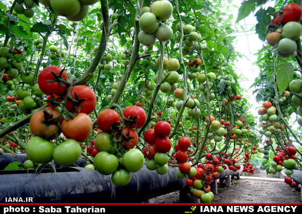 پرورش گوجه‌فرنگی در گلخانه 