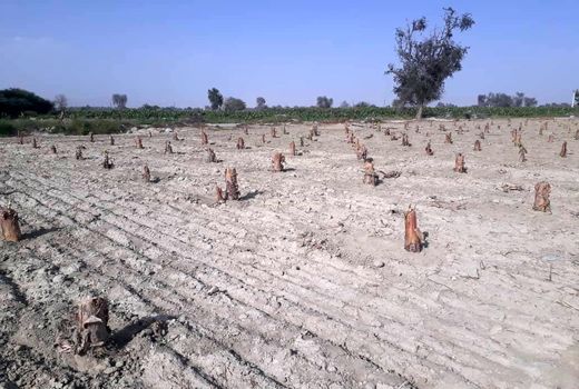 2500 هکتار باغات سیل زده موز در سیستان و بلوچستان احیا شد