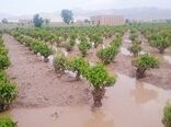 بیمه تنها راهکار حمایت از کشاورزان