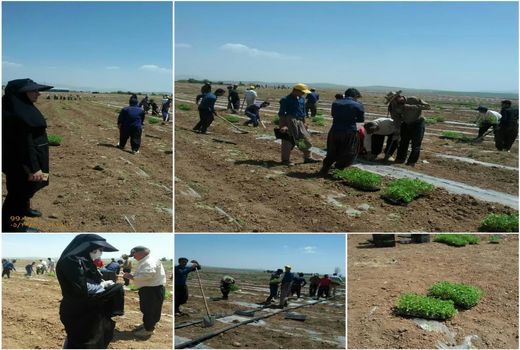 آغاز کشت نشایی گوجه فرنگی در شهرستان بن