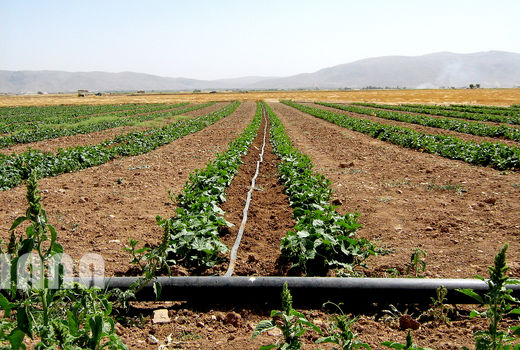 تجهیزات آبیاری تحت فشار در ردیف کالاهای اساسی  قرار گرفته است 