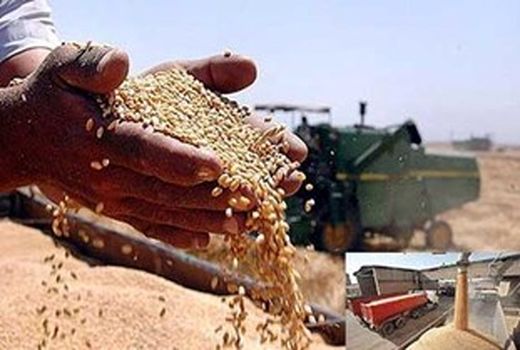 ۲۵ هزار تن گندم در البرز خریداری شد