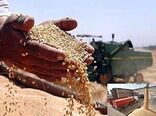 ۲۵ هزار تن گندم در البرز خریداری شد