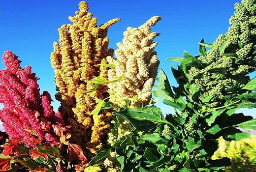 تحقیقات روی فرآوری گیاه کینوا در حال انجام است