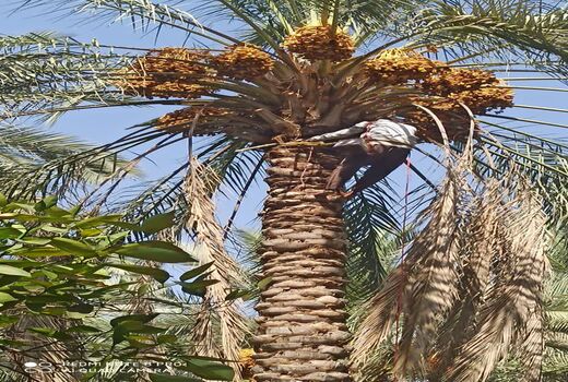 آغاز برداشت رطب در قیروکارزین