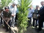 افلاطونی: پویش سرو ایران نماد ایستادگی و رویش دوباره ملت است