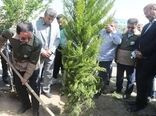 افلاطونی: پویش سرو ایران نماد ایستادگی و رویش دوباره ملت است