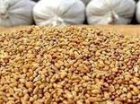 توزیع 250 تن سبوس یارانه‌دار بین دامداری‌های رامهرمز