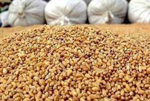 توزیع 250 تن سبوس یارانه‌دار بین دامداری‌های رامهرمز