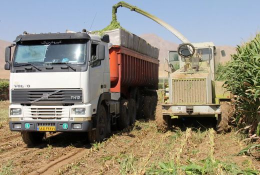 تدابیر لازم برای تسریع در برداشت ذرت علوفه ای اندیشیده شود