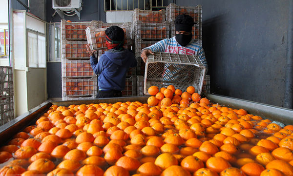 اهوازی‌ها بیشترین مصرف‌کنندگان سیب و پرتقال نوروزی در خوزستان