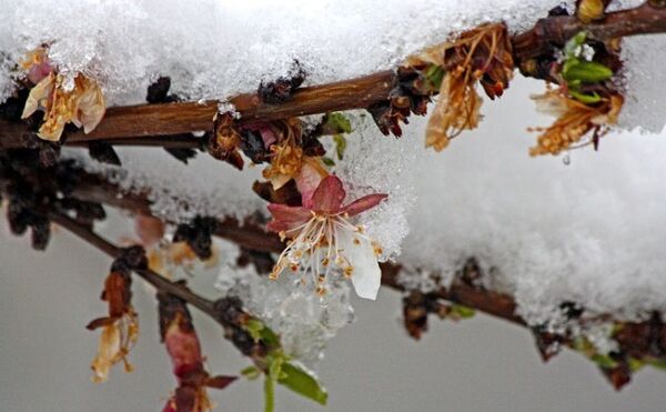 موج دوّم برف و کاهش دمای بهاره از یکشنبه شب (24 فروردین) در استان آذربایجان شرقی 