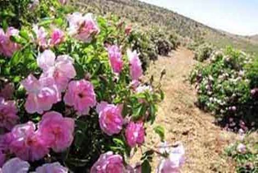 آغاز خرید توافقی گل محمدی در اصفهان 