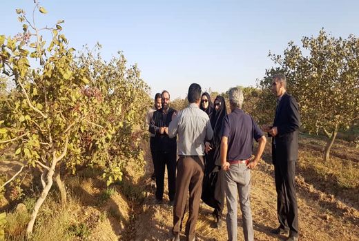 سالانه 4 هزار تن محصول پسته در باغات بوئین زهرا تولید می شود 