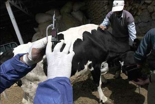 نمود مهجوریت دامپزشکی در دستورالعمل‌ها و بخشنامه‌ها 