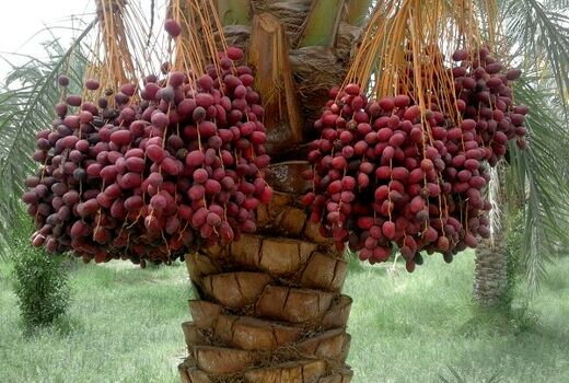  عطر بهار و طارونه در فصل گرده افشانی نخیلات خرمشهر
