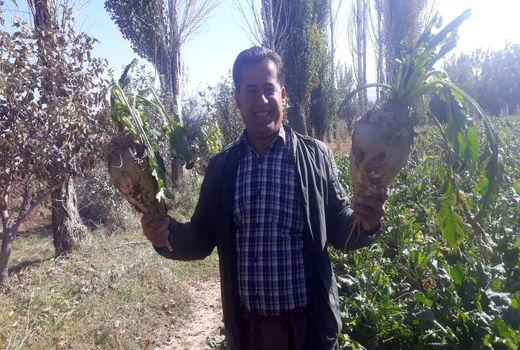 کشاورز بوکانی از هر هکتار زمین 195 تن چغندر قند برداشت کرد