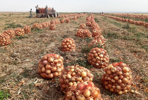 پیش بینی برداشت ۱۳۰ هزار تن پیاز در خراسان شمالی 