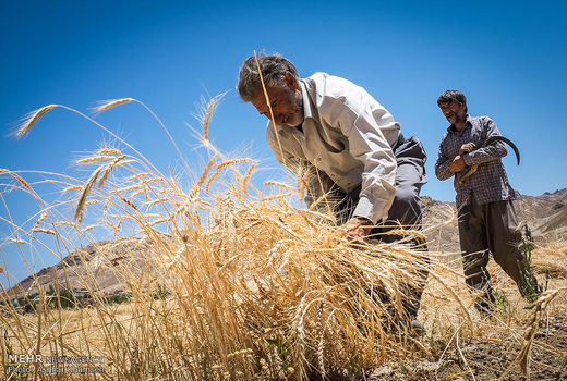  بهای گندم کشاورزان بابت بدهکاری برداشت نمی‌شود