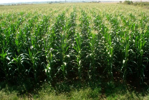 کشت ذرت به دلیل کم آبی در ابرکوه ۵۰ درصد کاهش یافت