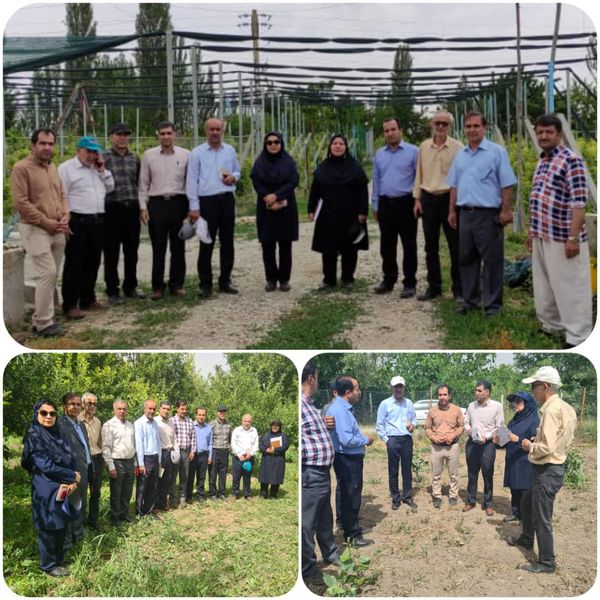 بازدید مدیرکل دفتر میوه های سردسیری وزارت جهاد کشاورزی از باغات میوه شهرستان ارومیه
