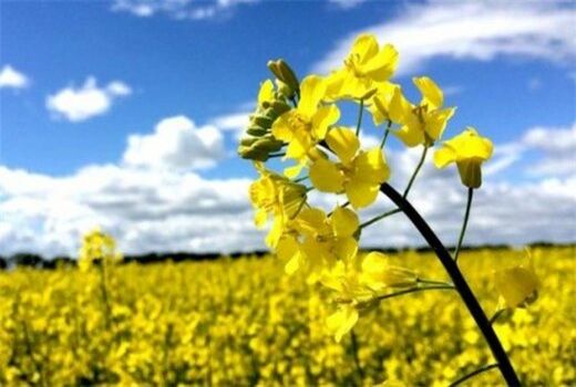 پیش‌بینی برداشت بالغ بر 6هزارتن  کلزا در استان‌ تهران 