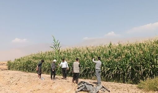 رقم ذرت چوگان در ارزیابی مزرعه الگویی مقایسه ارقام، بالاترین عملکرد را ثبت کرد